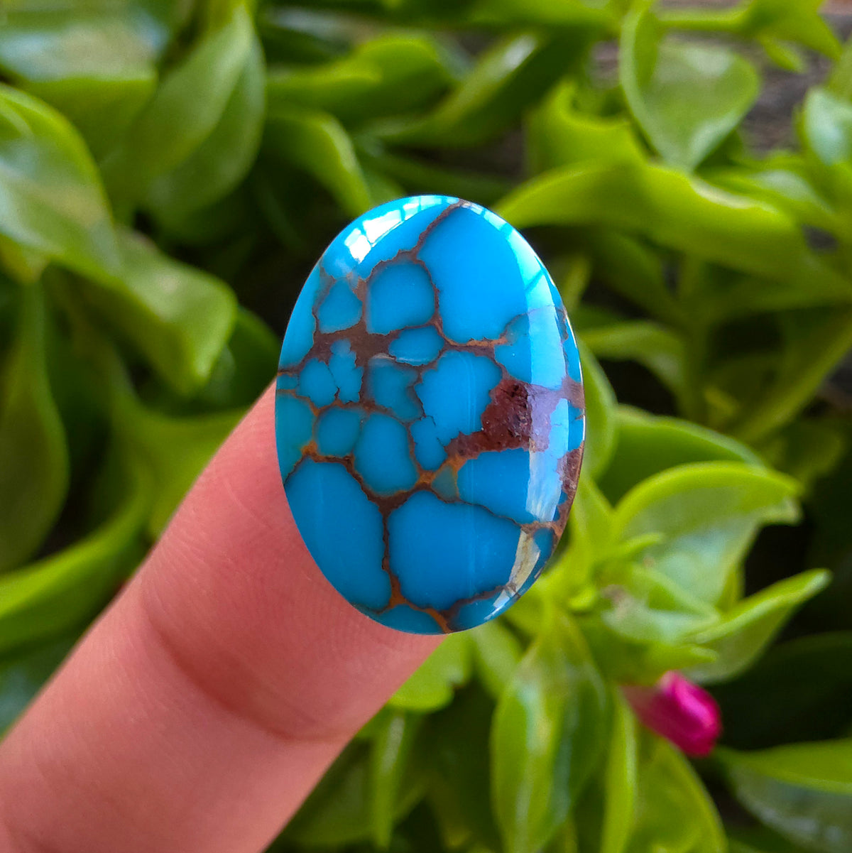 Stabilized Egyptian Prince Turquoise Oval